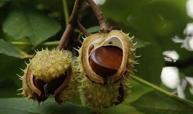 Using chestnut to treat prostatitis